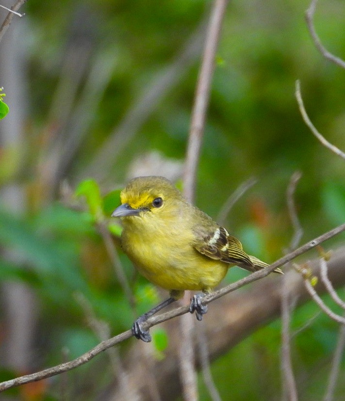 Thick-billed Vireo - ML620510423