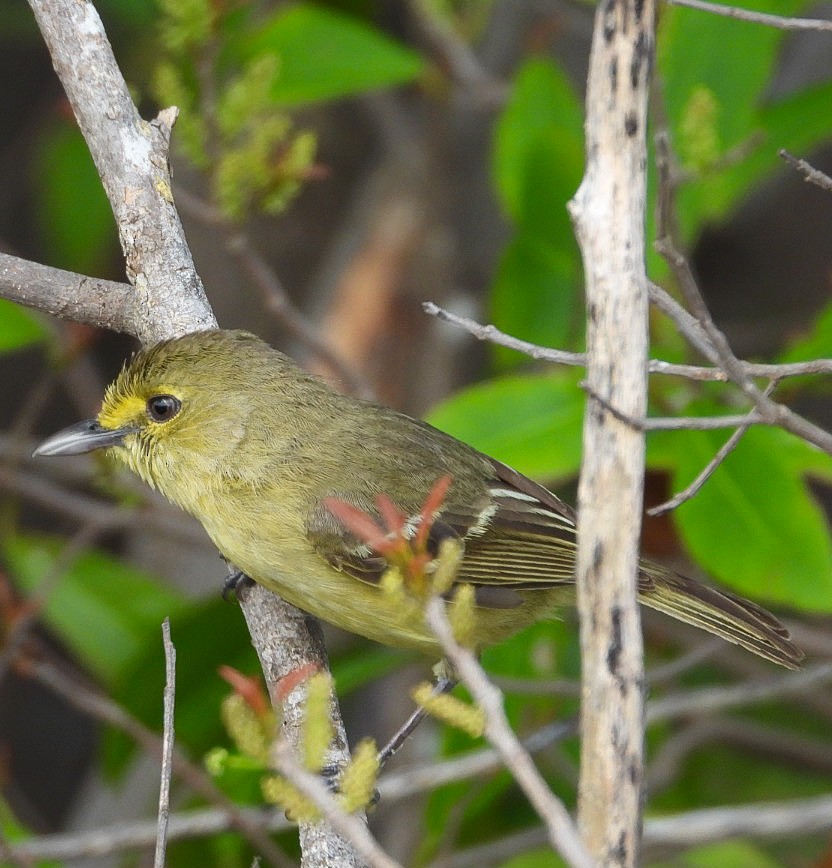 Kalın Gagalı Vireo - ML620510424