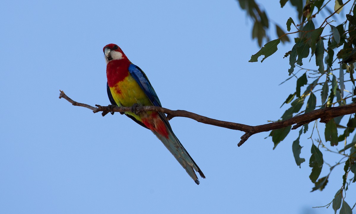 Eastern Rosella - ML620510431