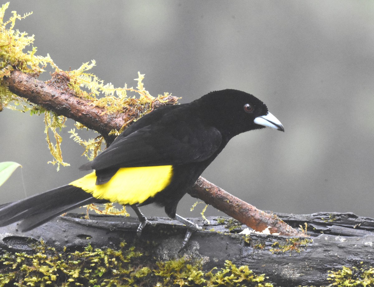 Flame-rumped Tanager (Lemon-rumped) - Jerry Davis