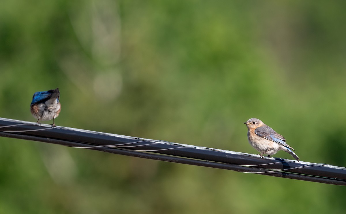 Eastern Bluebird - ML620510446