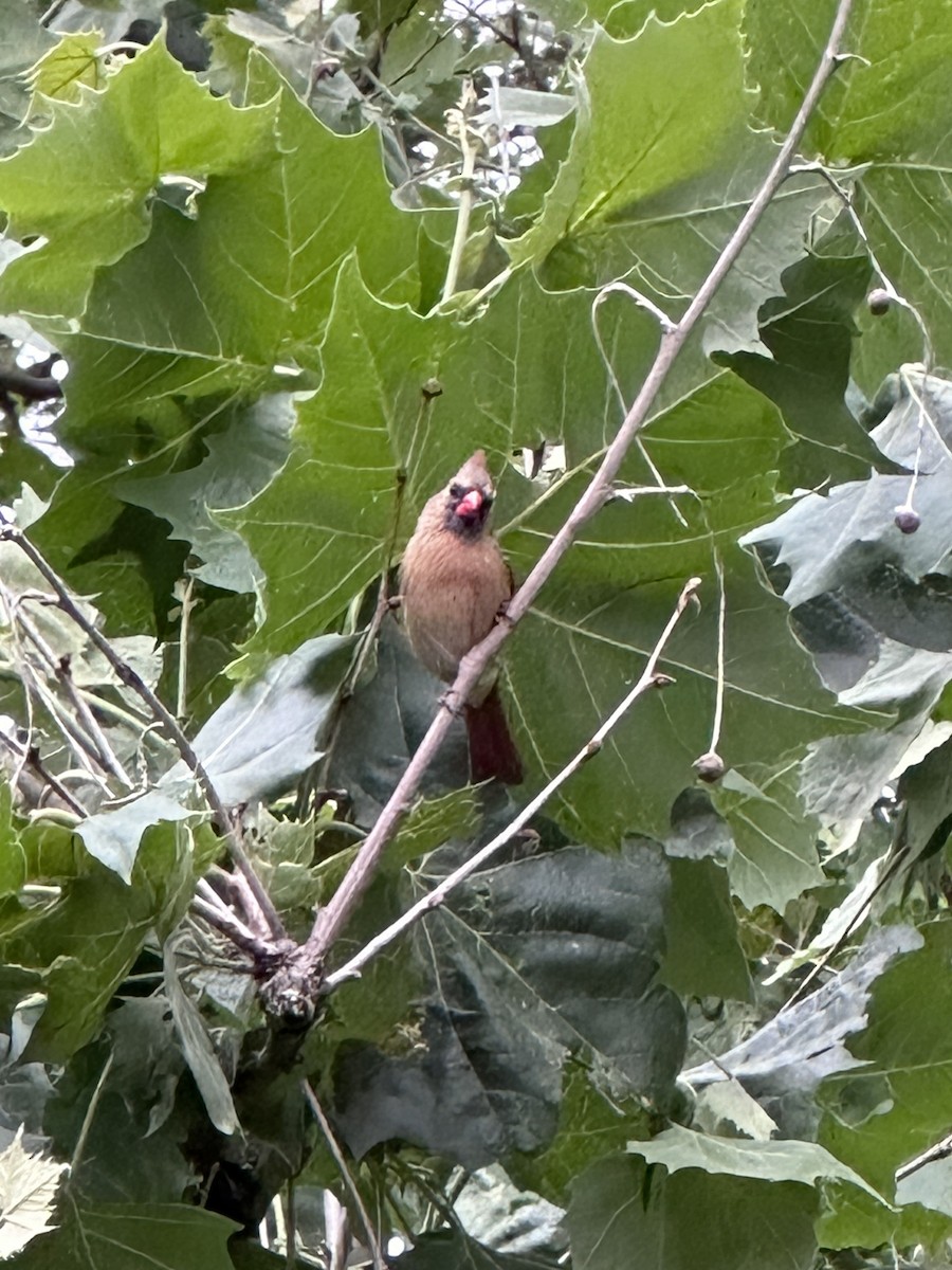 Cardinal rouge - ML620510448