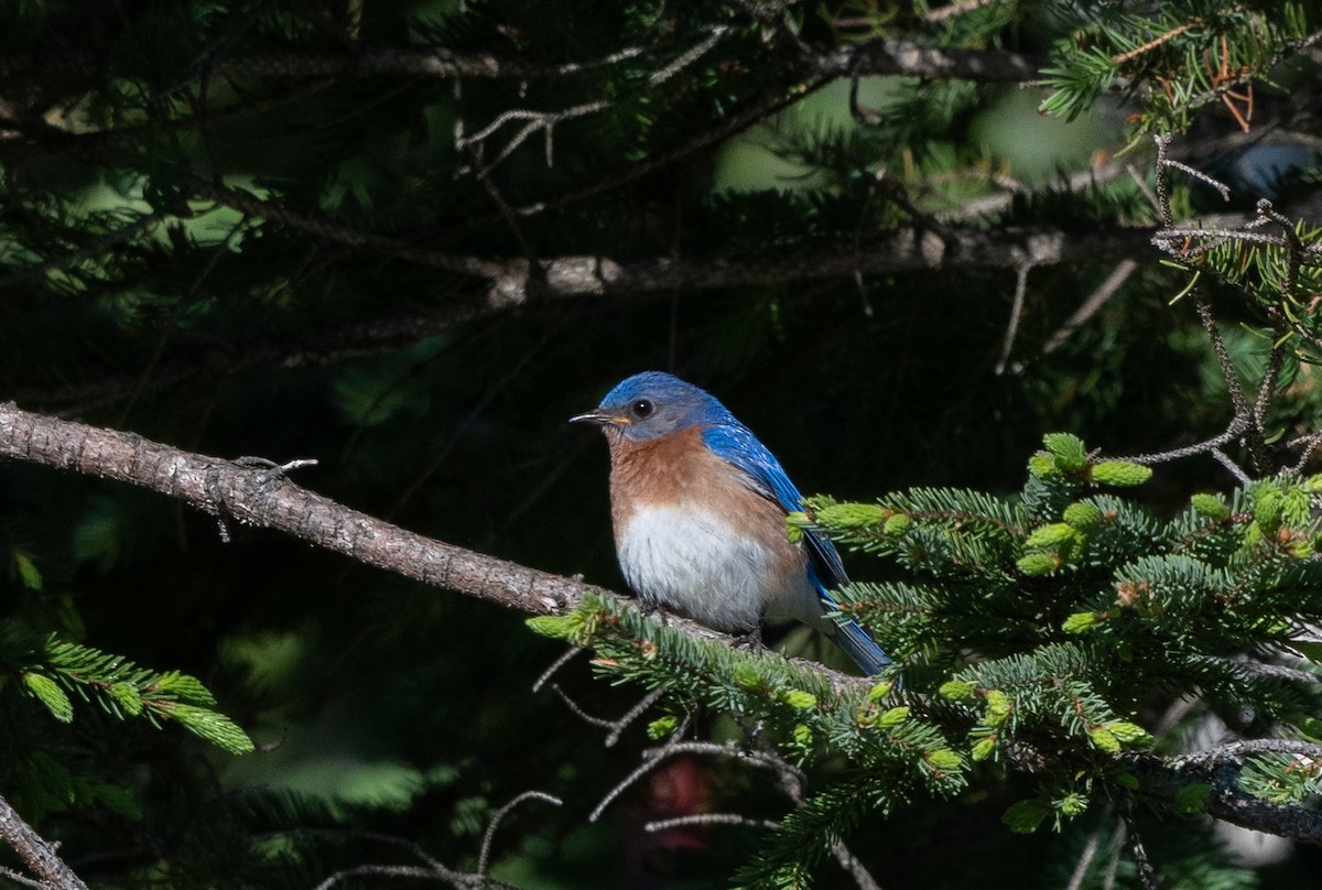 Eastern Bluebird - ML620510449