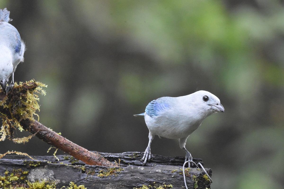 Blue-gray Tanager - ML620510450