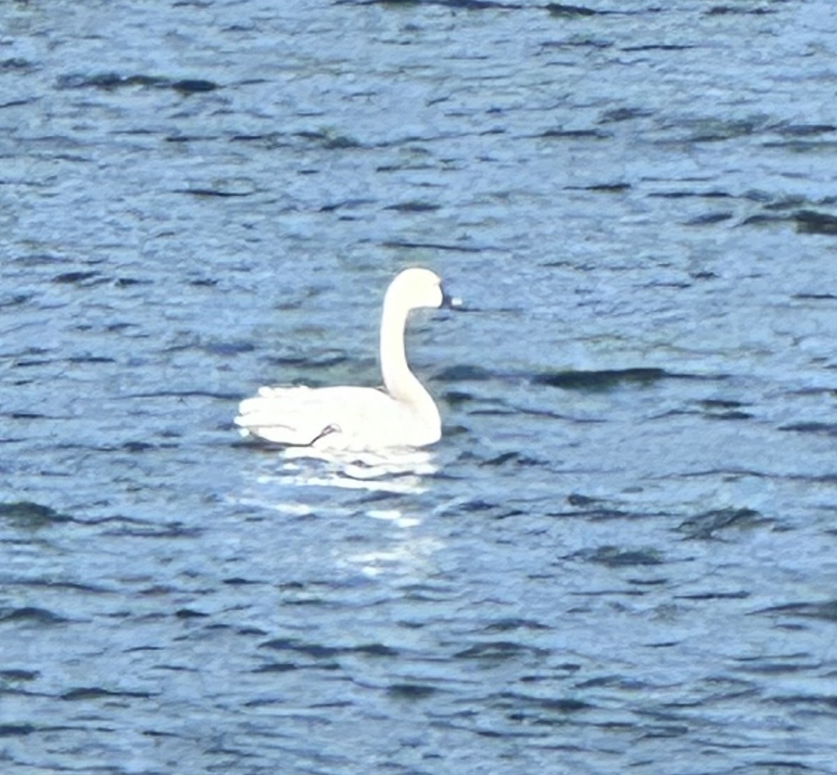 Tundra Swan - ML620510451