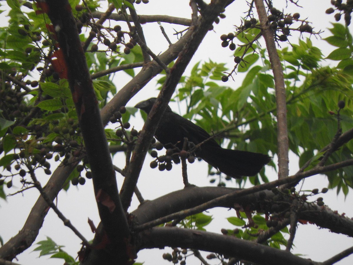 Groove-billed Ani - ML620510454