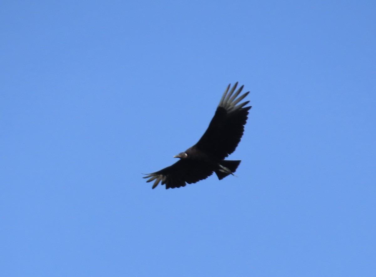 Black Vulture - ML620510455