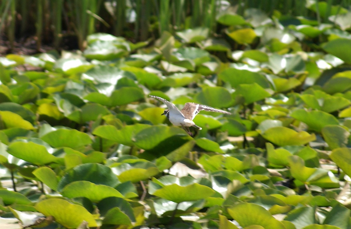 Killdeer - ML620510459