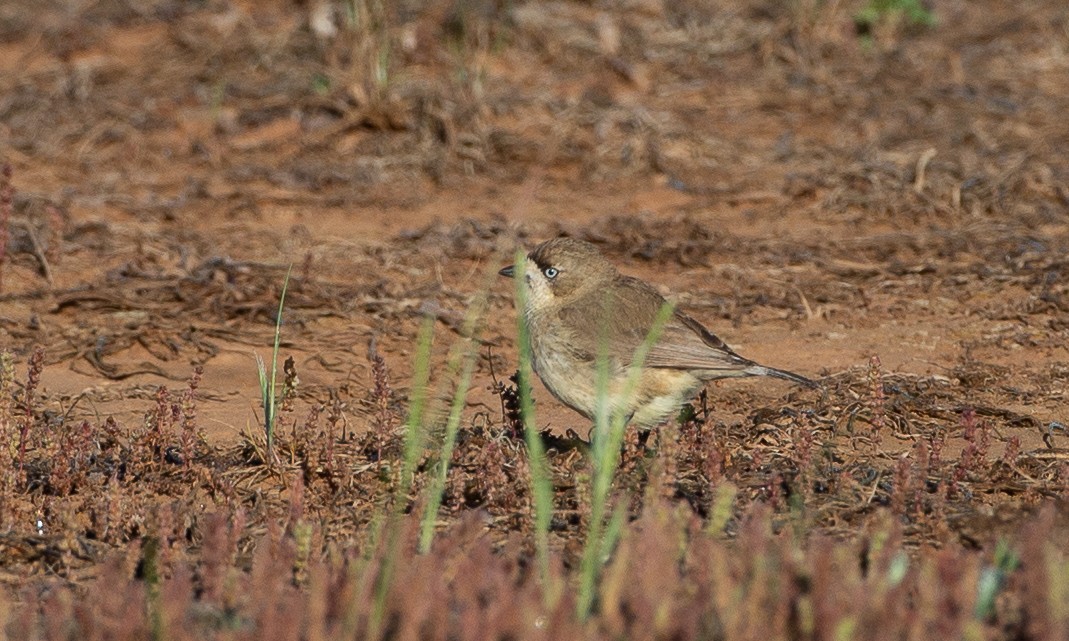 Acanthize blanchâtre - ML620510462