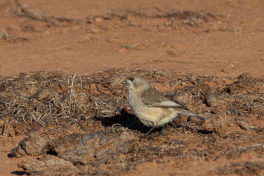 Acanthize blanchâtre - ML620510464