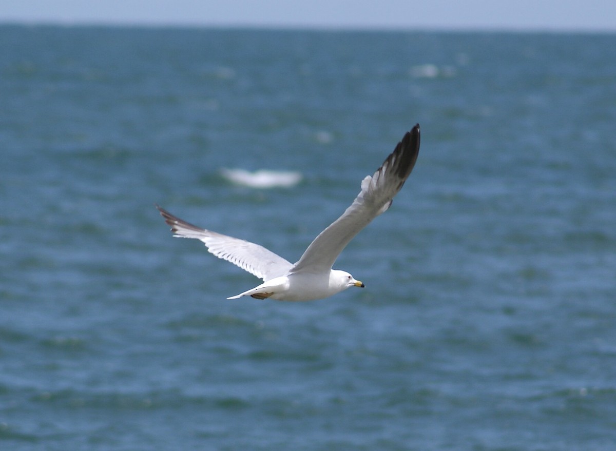 Ring-billed Gull - ML620510466