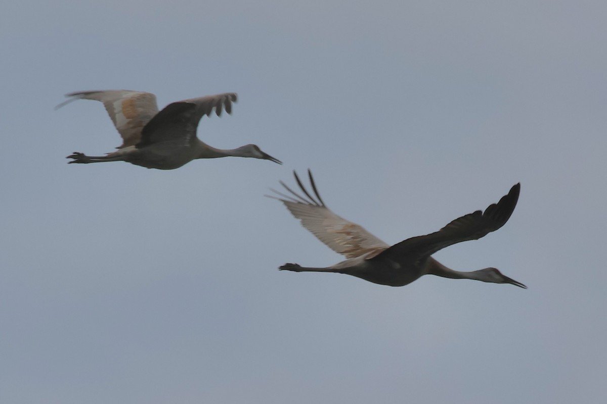 Sandhill Crane - Gil Ewing