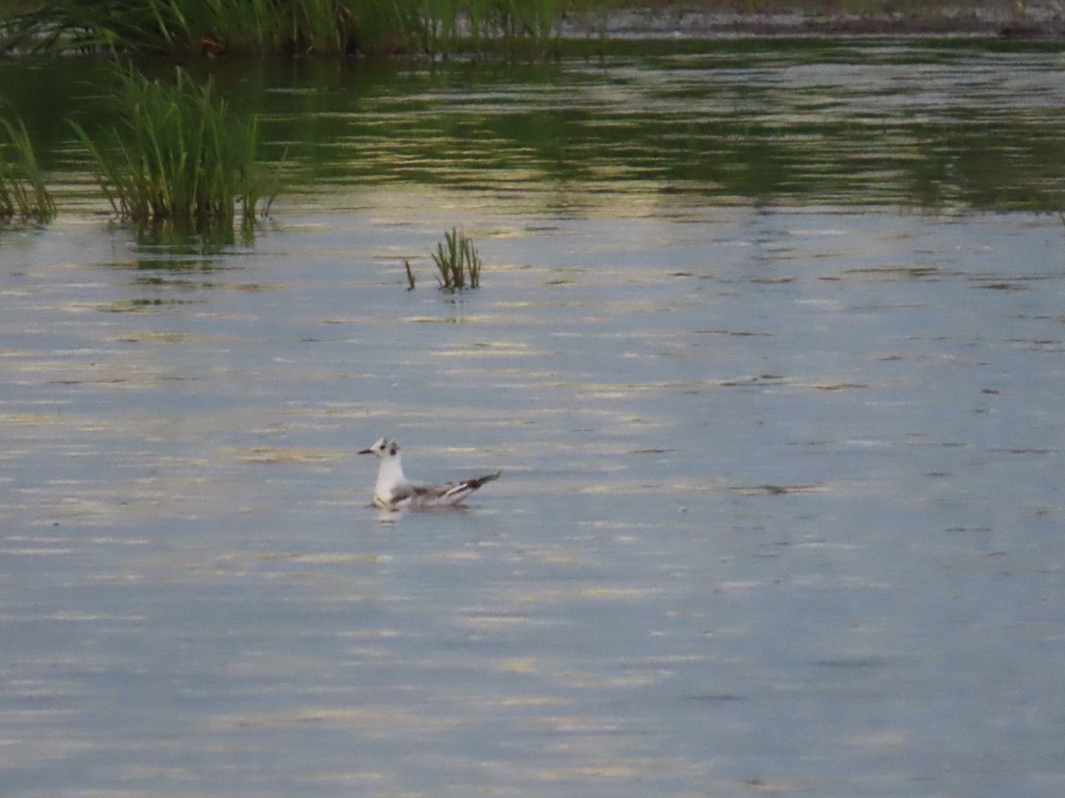 Bonaparte's Gull - ML620510480