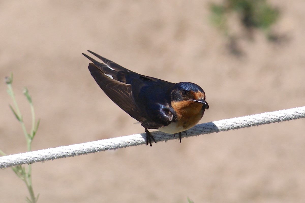 Golondrina Común - ML620510481