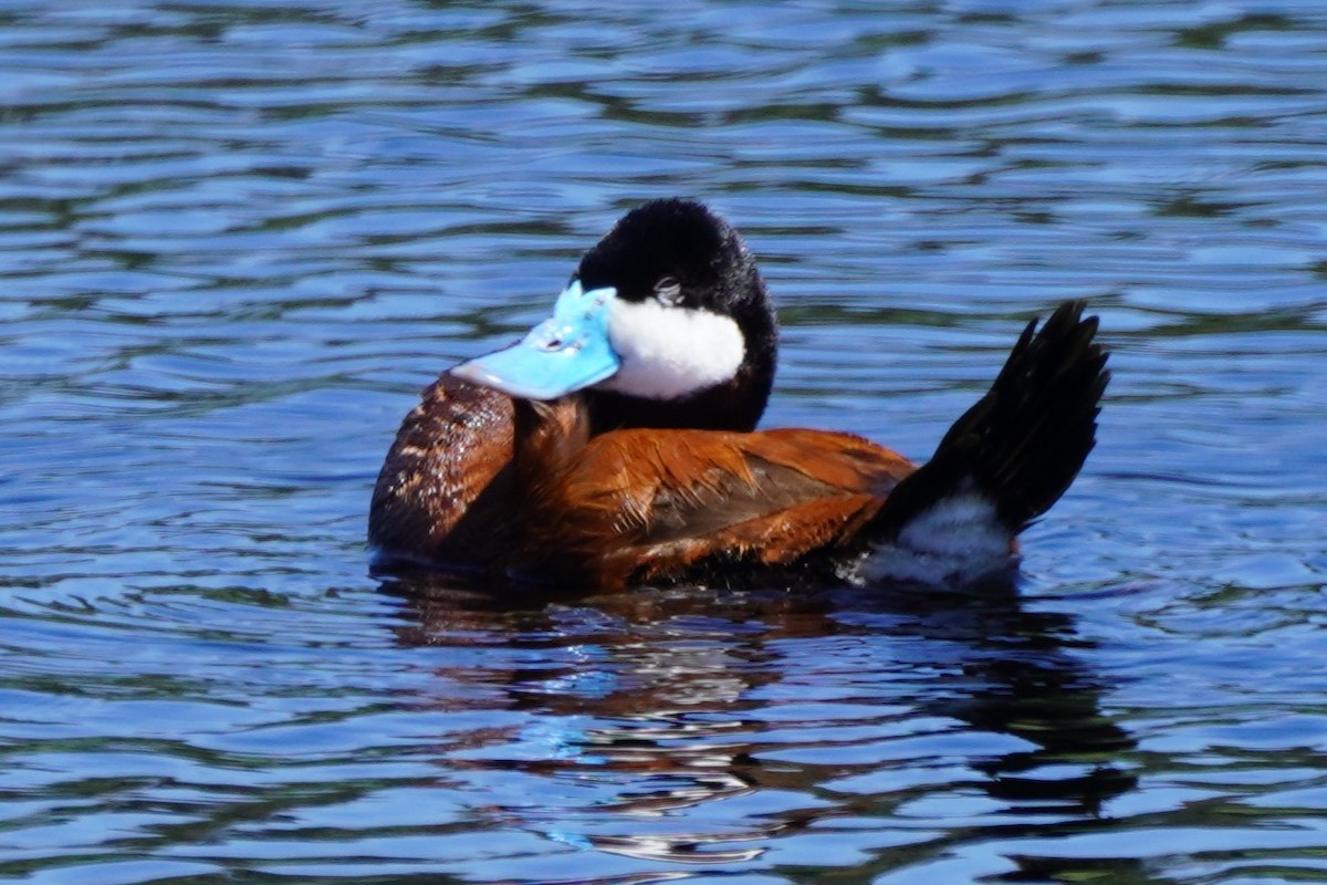 Ruddy Duck - ML620510493