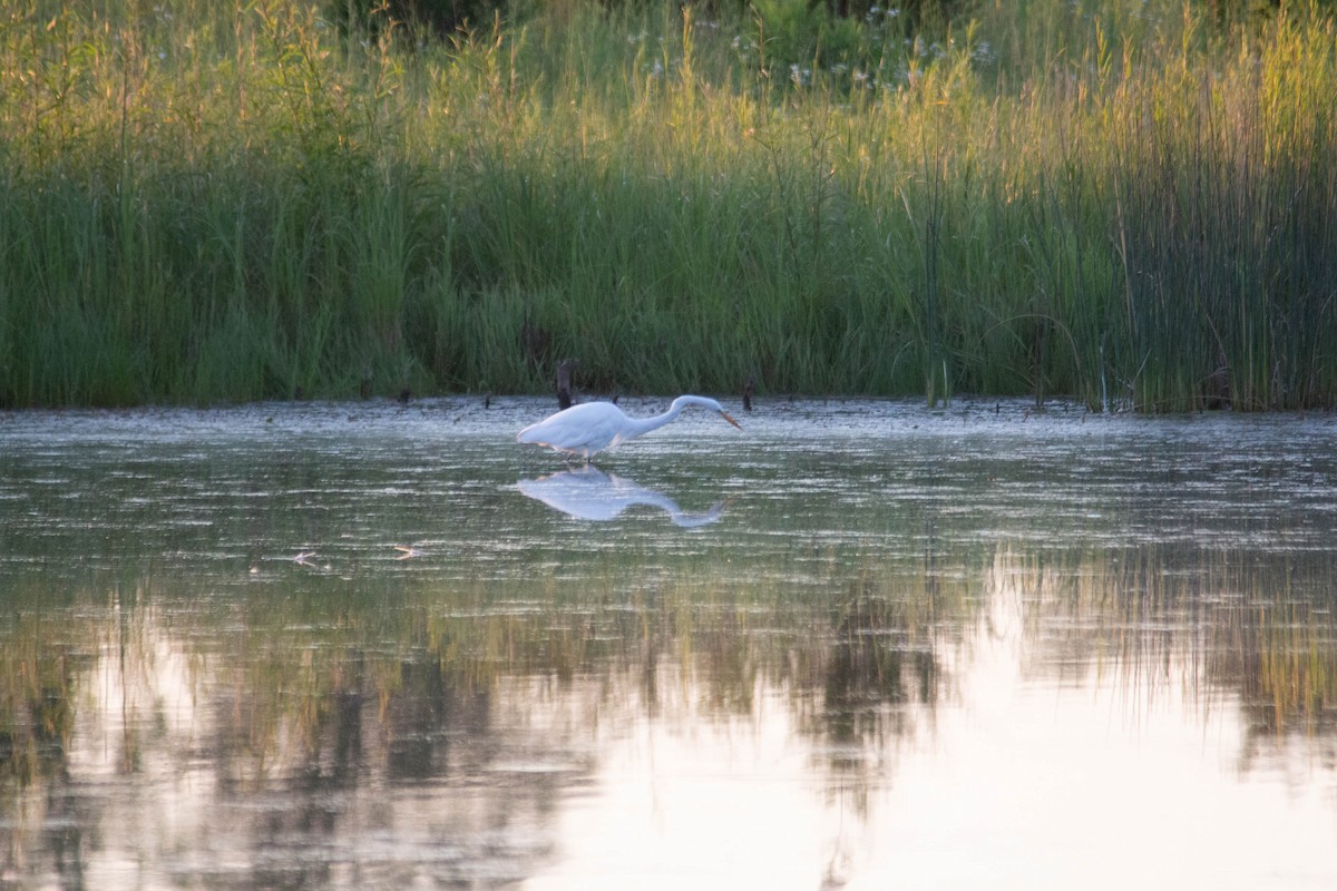 Great Egret - ML620510502