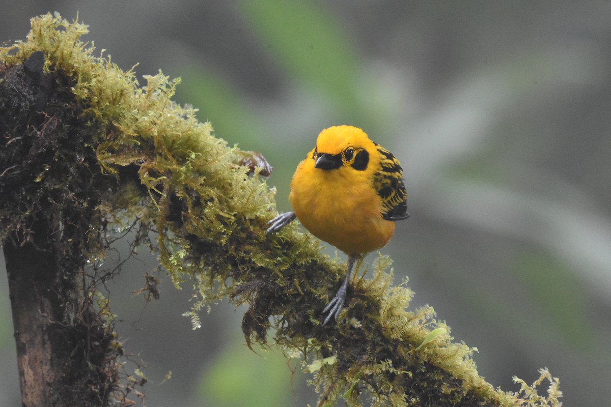 Golden Tanager - ML620510505