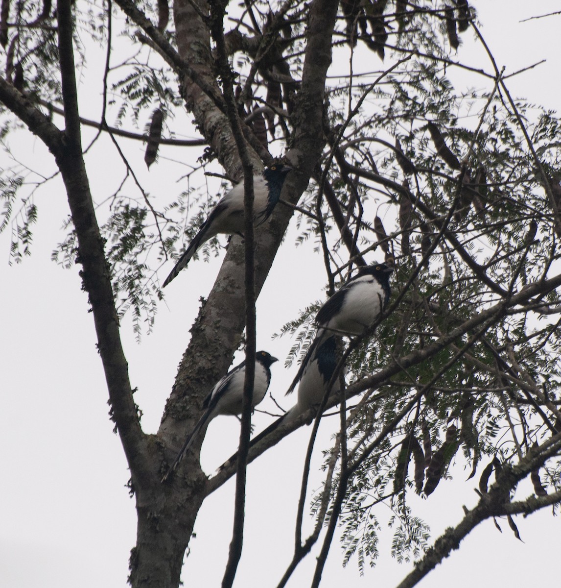 Magpie Tanager - ML620510506