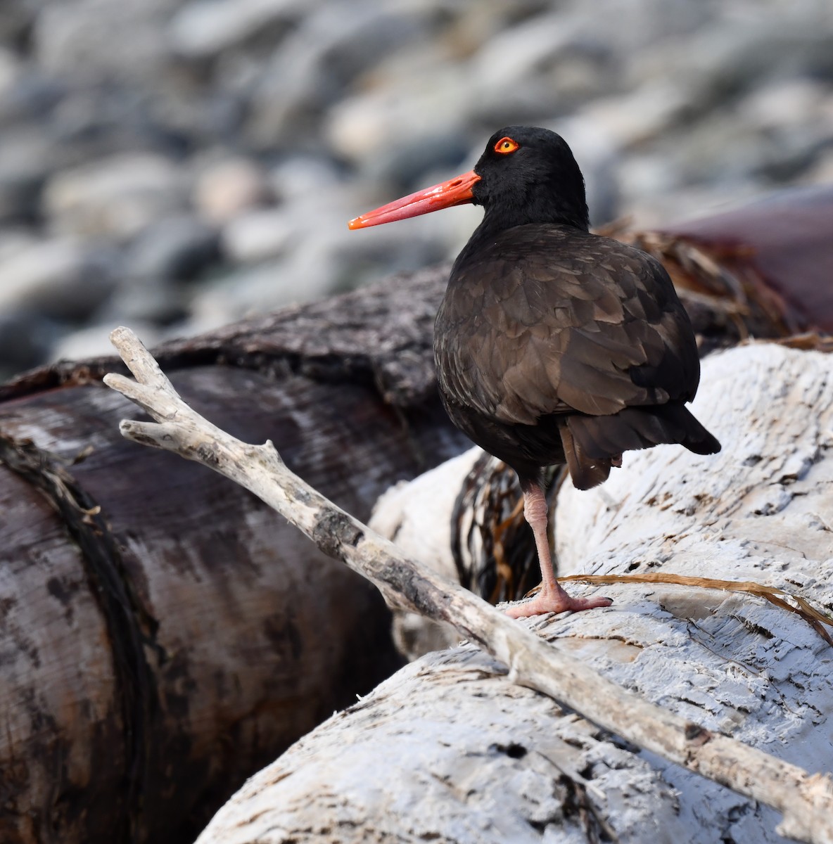 Black Oystercatcher - ML620510523