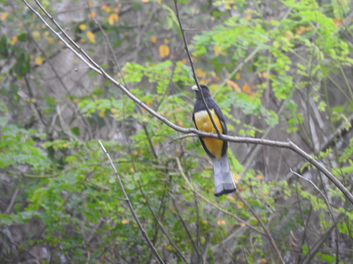 trogon žlutobřichý - ML620510526