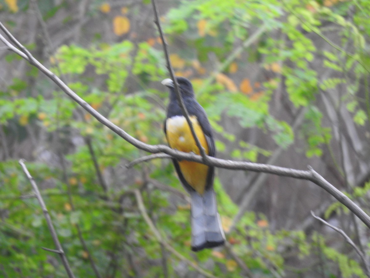 trogon žlutobřichý - ML620510527