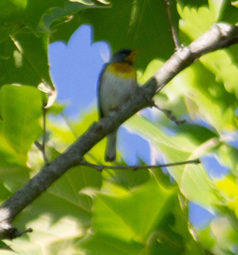 Northern Parula - ML620510534