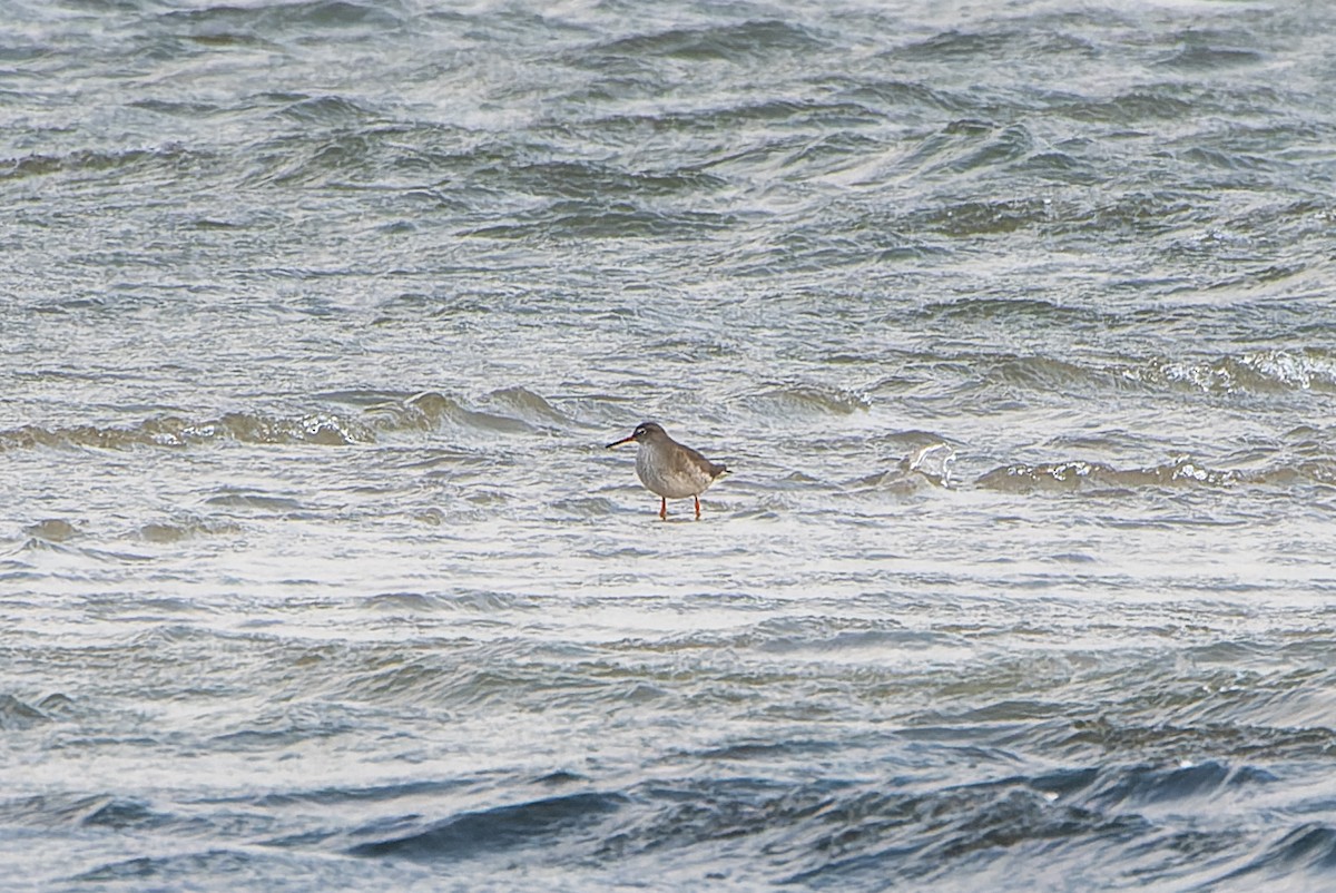 Common Redshank - ML620510535