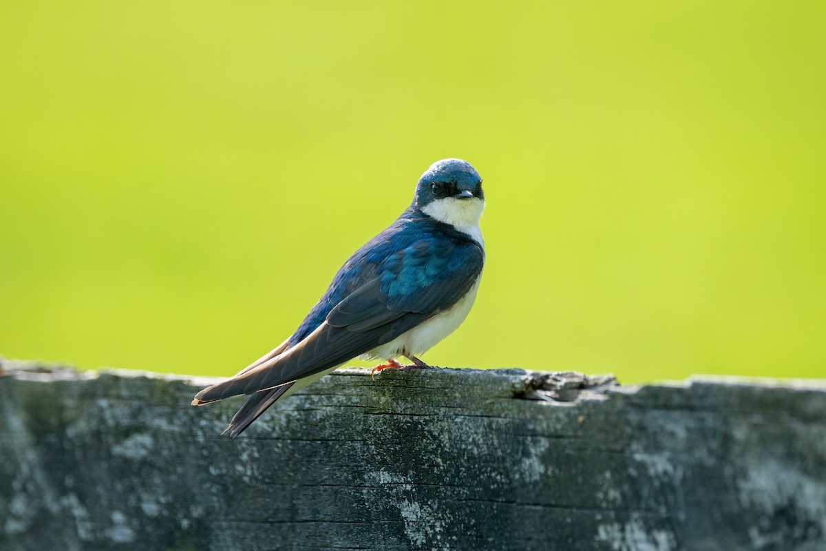 Tree Swallow - ML620510540