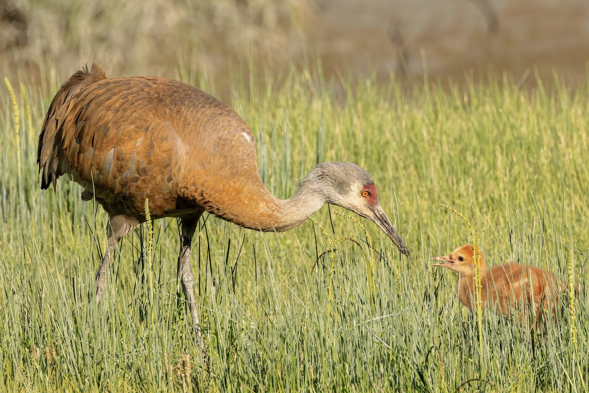 Sandhill Crane - ML620510542