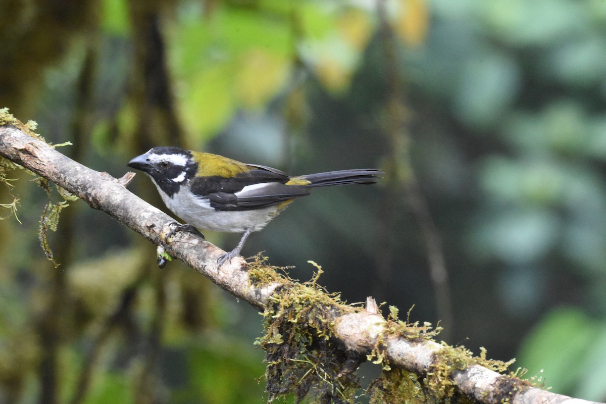 Black-winged Saltator - ML620510545