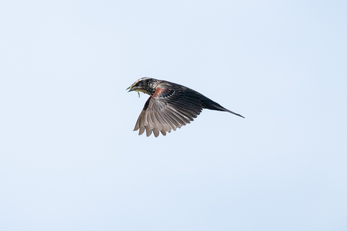 Red-winged Blackbird - ML620510547