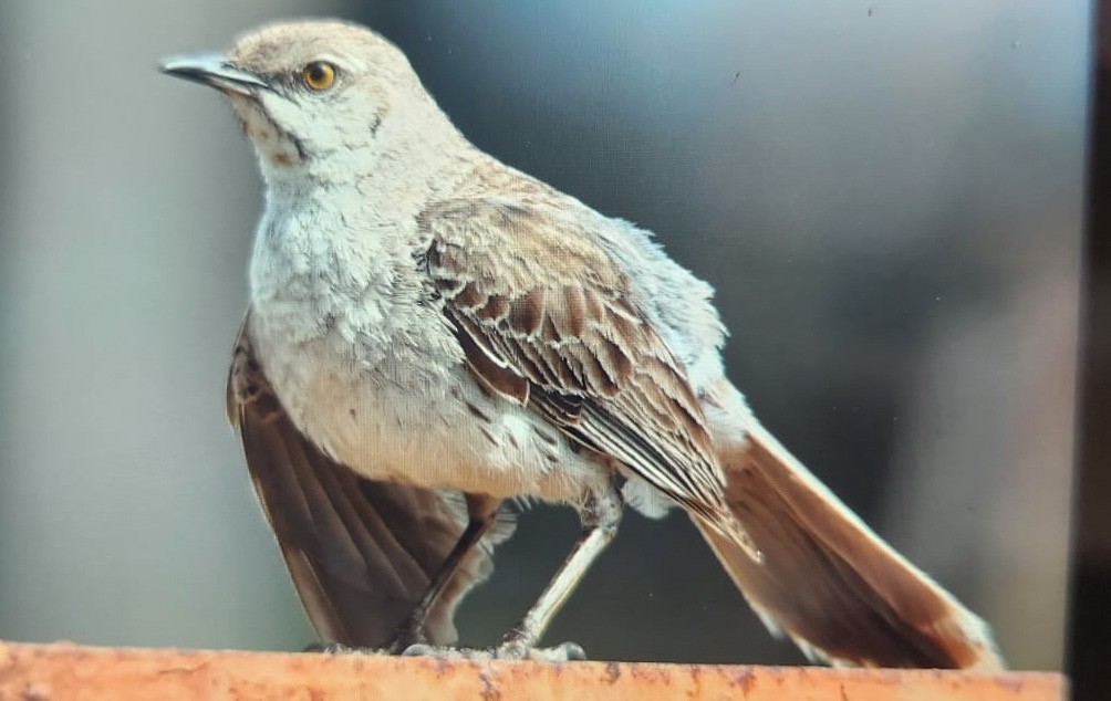 Bahama Mockingbird - Yaro Rodriguez