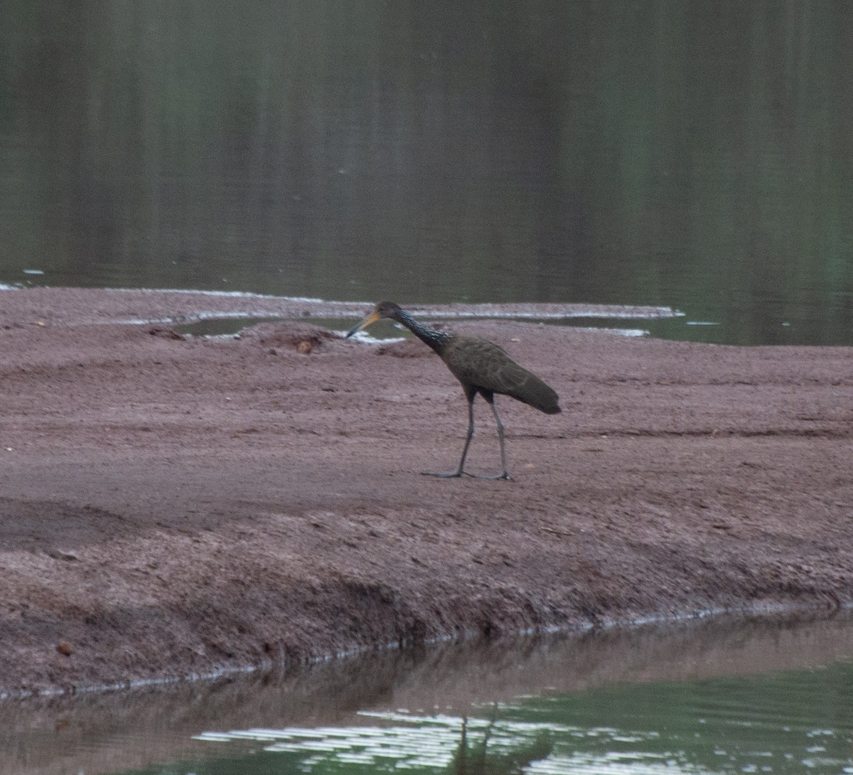 Limpkin - ML620510556