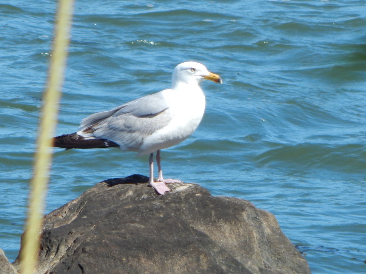 Gaviota Argéntea - ML620510557