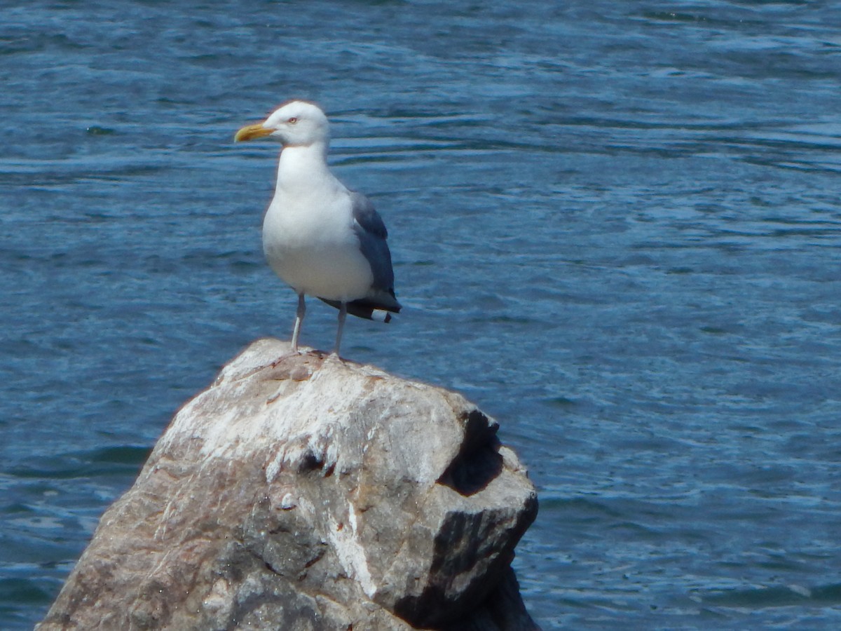 Gaviota Argéntea - ML620510559