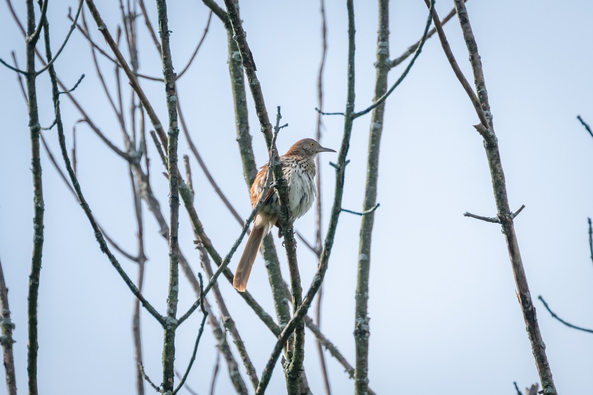 Brown Thrasher - ML620510560