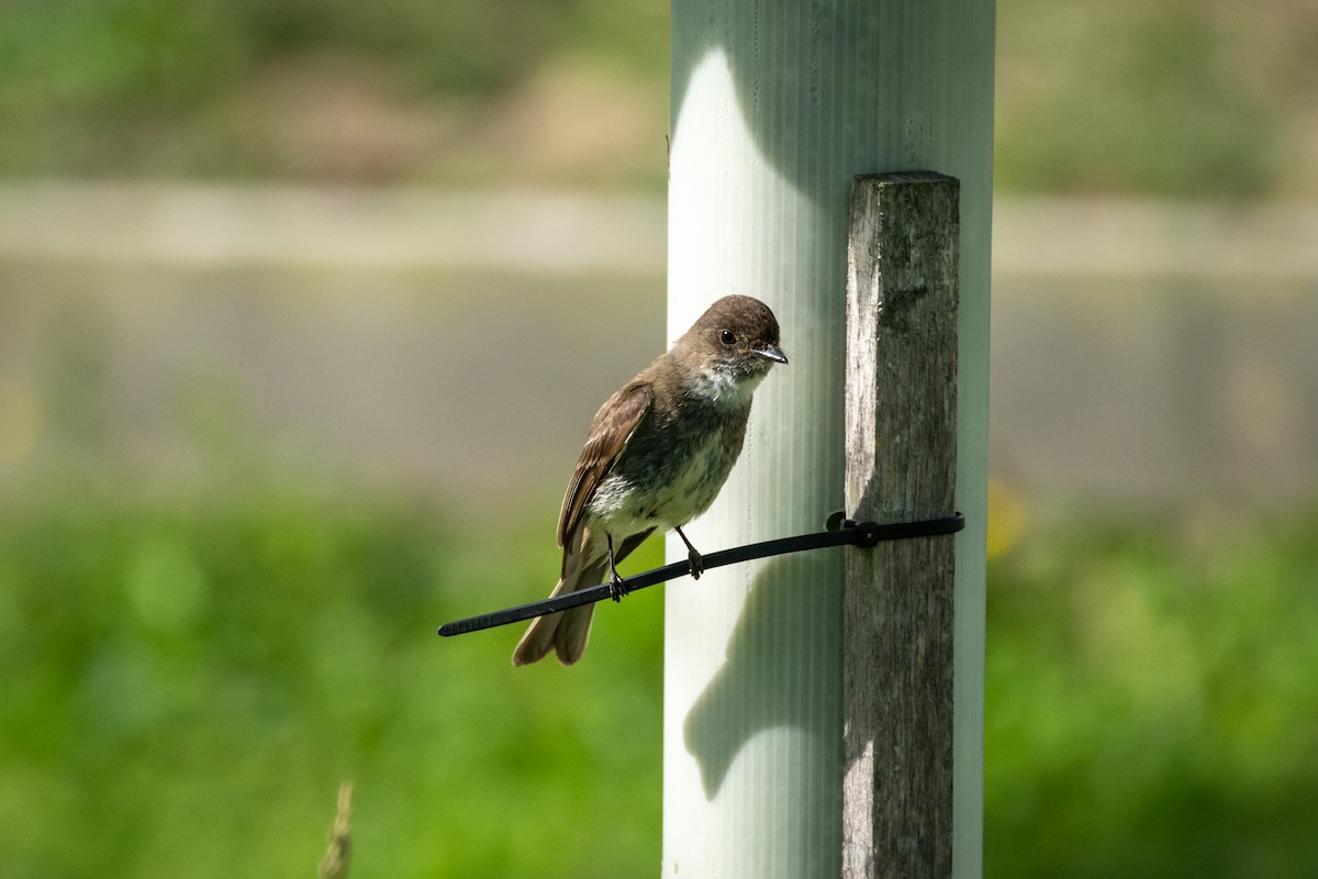 Eastern Phoebe - ML620510565