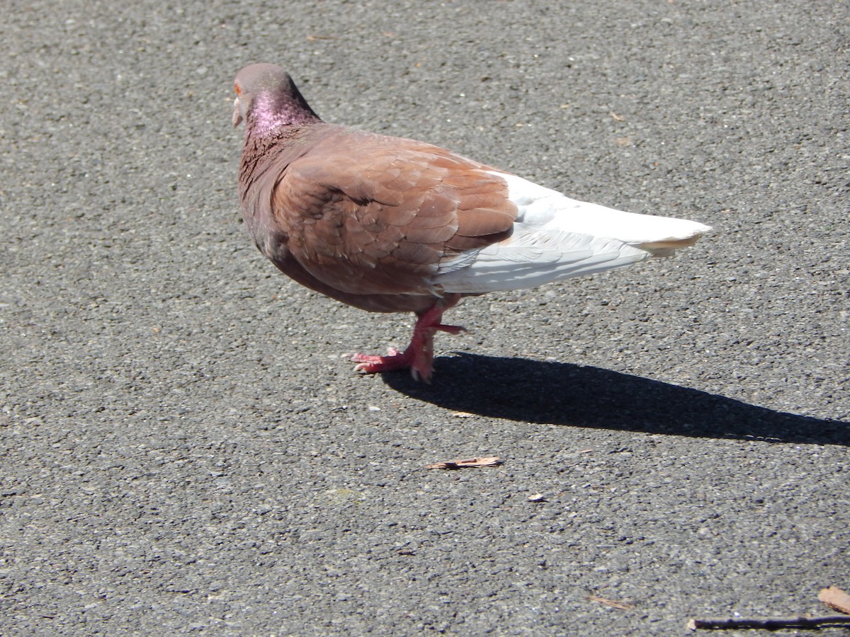 Rock Pigeon (Feral Pigeon) - ML620510567