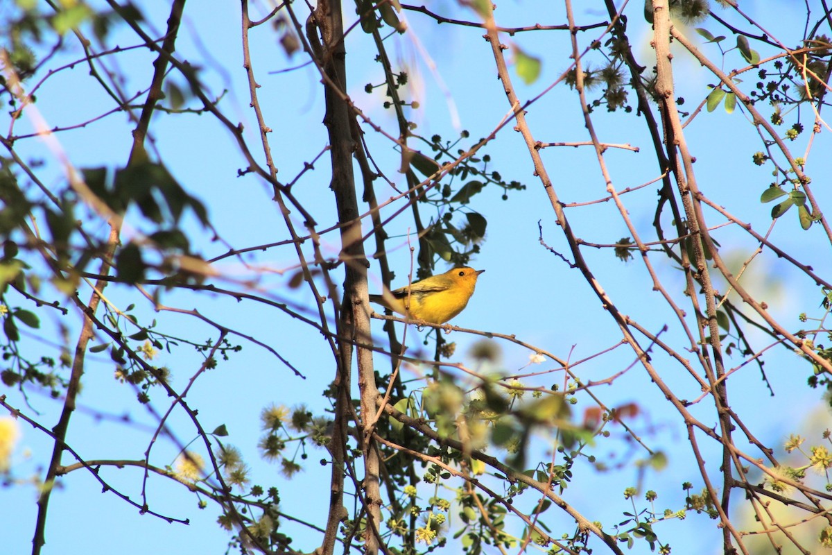 Wilson's Warbler - ML620510570