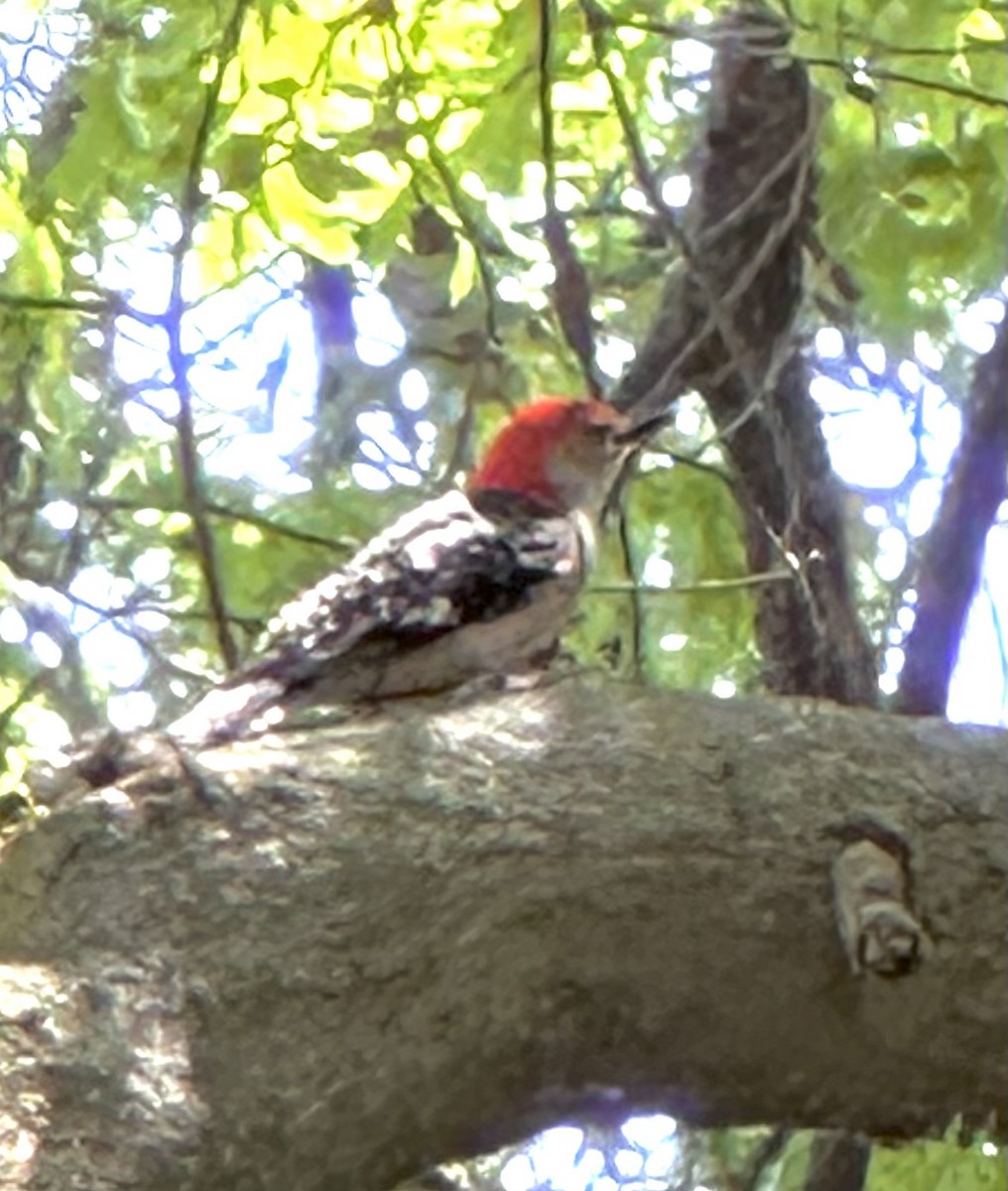 Red-bellied Woodpecker - ML620510575