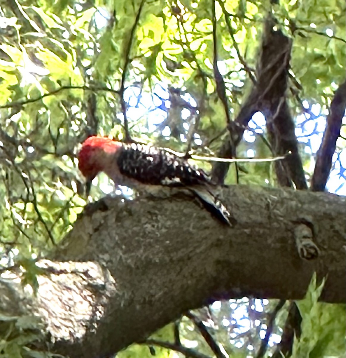 Red-bellied Woodpecker - ML620510576