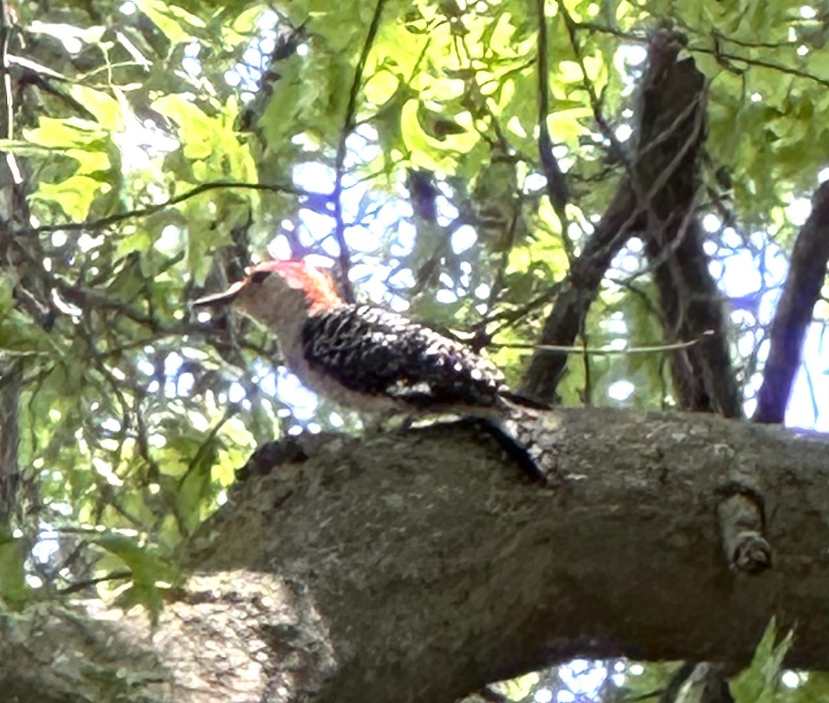 Red-bellied Woodpecker - ML620510577