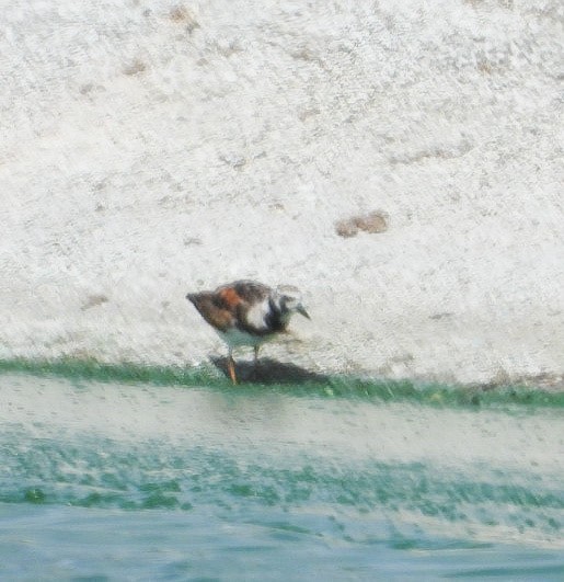 Ruddy Turnstone - ML620510579