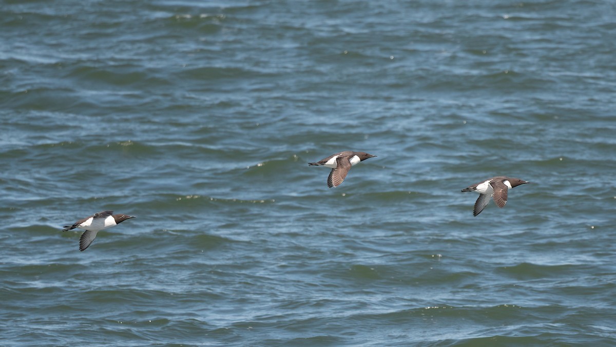 Common Murre - ML620510581