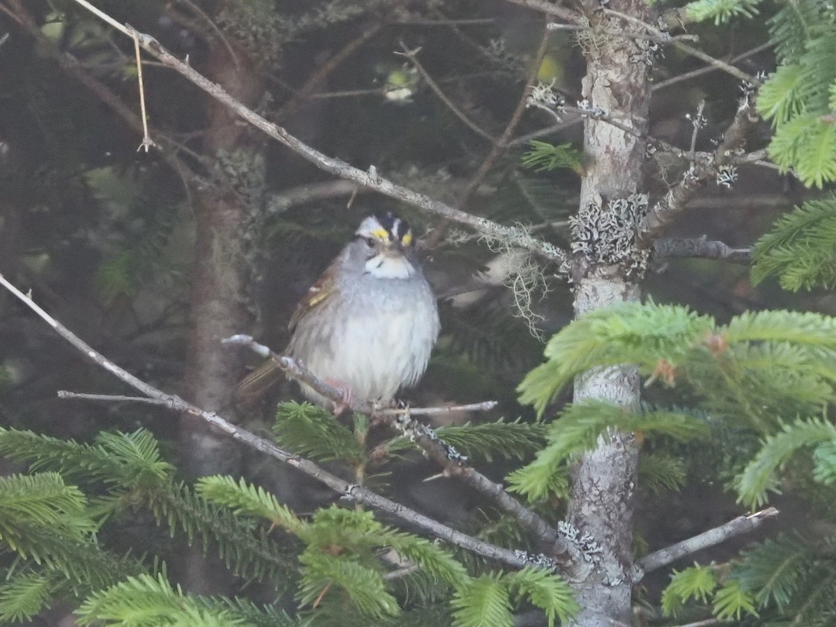 White-throated Sparrow - ML620510584