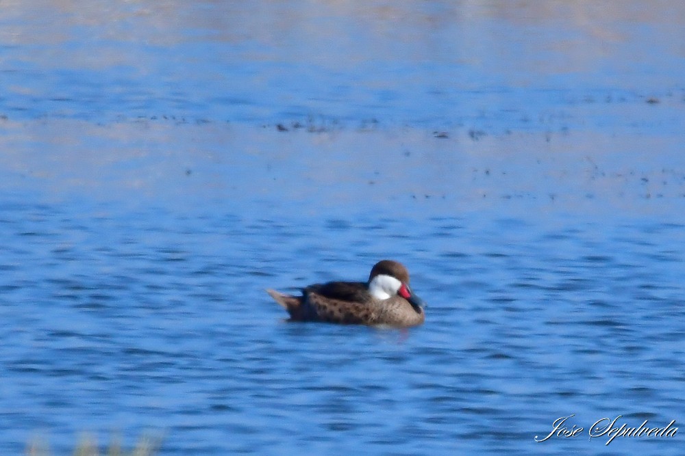 White-cheeked Pintail - ML620510587