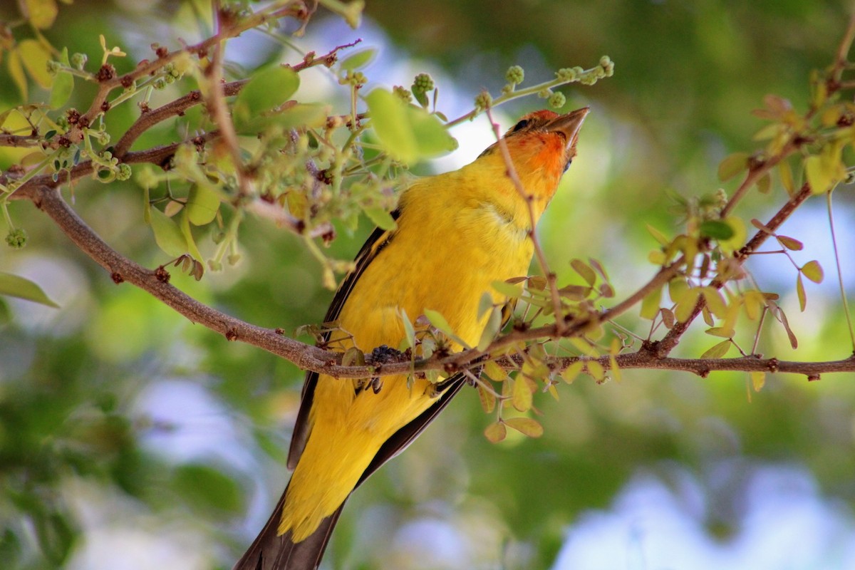 Western Tanager - ML620510590