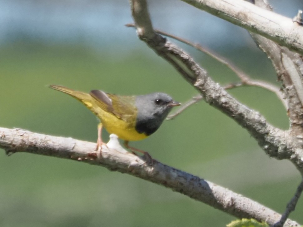 Mourning Warbler - ML620510592