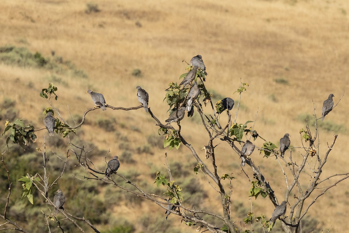 Band-tailed Pigeon - marlin harms