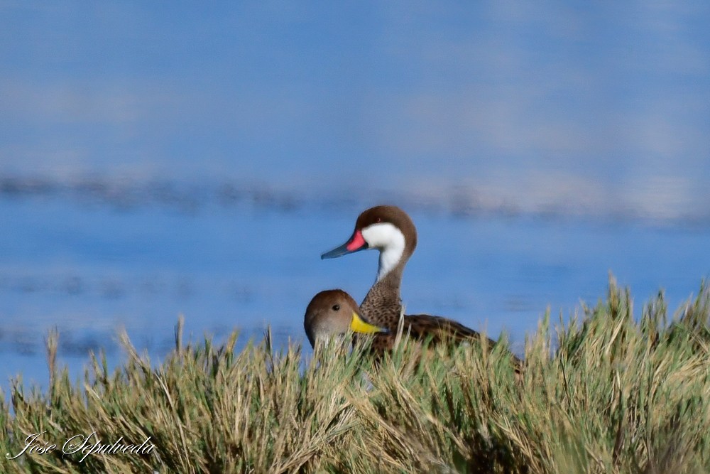 Yellow-billed Pintail - ML620510594